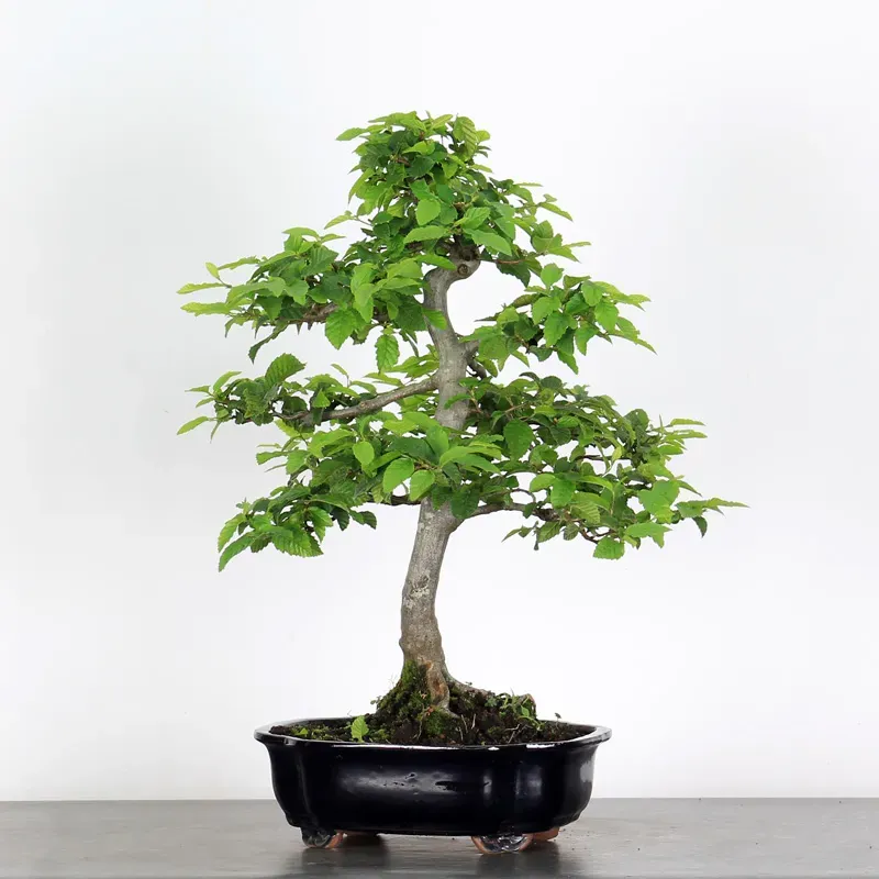 image supplémentaire - CHARME "Carpinus" 2-20