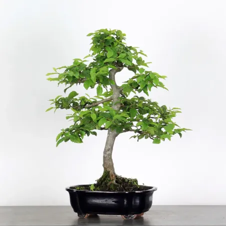 image supplémentaire - CHARME "Carpinus" 2-20