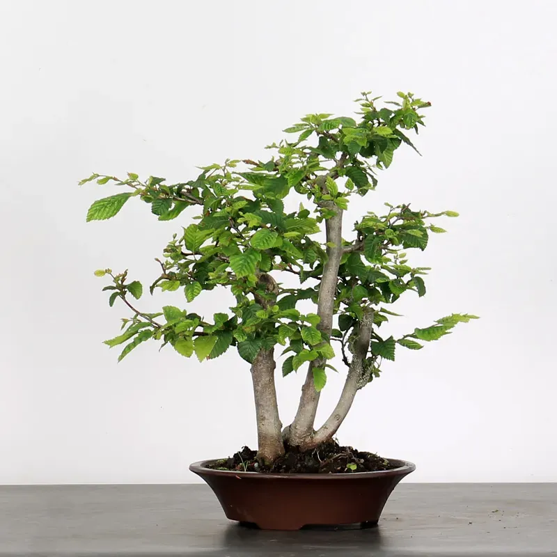 CHARME "Carpinus" 2-11