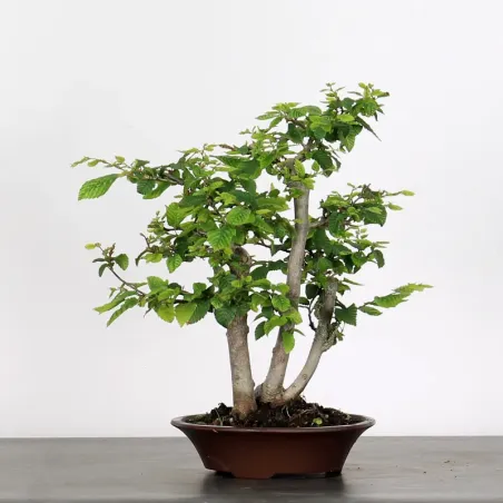 image supplémentaire - CHARME "Carpinus" 2-11