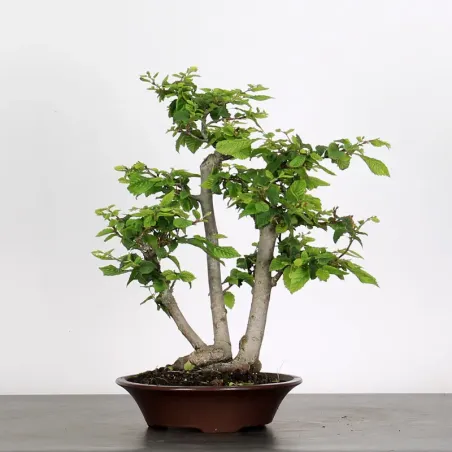 CHARME "Carpinus" 2-11