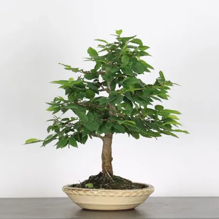 CHARME "Carpinus" 3-4