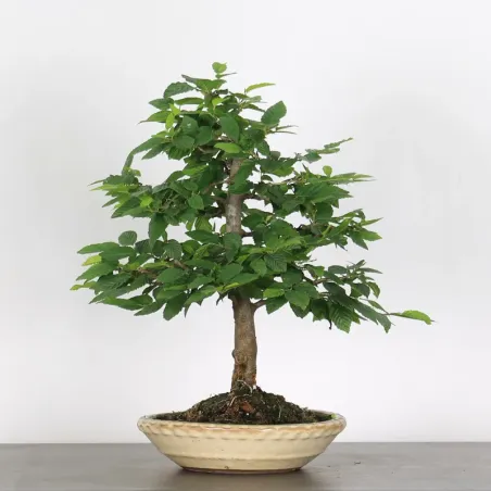 image supplémentaire - CHARME "Carpinus" 3-4