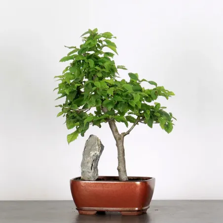 CHARME "Carpinus" 2-24