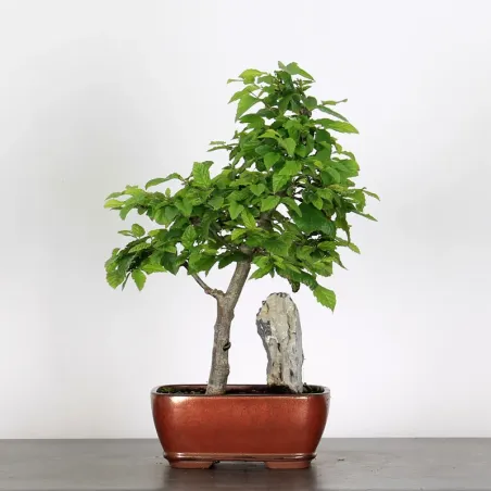 image supplémentaire - CHARME "Carpinus" 2-24