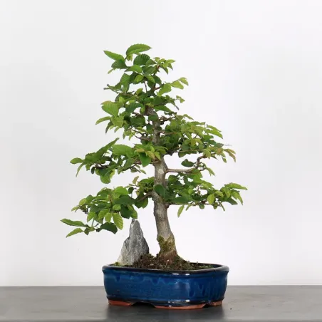 Bonsai Charmes CH-1-3