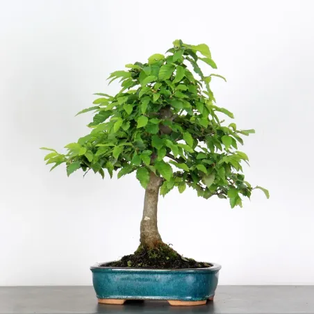 image supplémentaire - CHARME "Carpinus" 3-2
