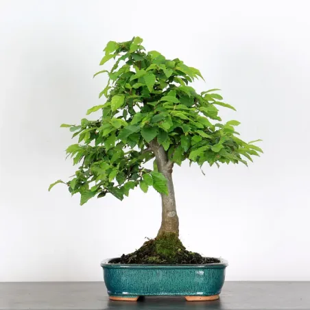 Bonsai Charmes CH-3-2