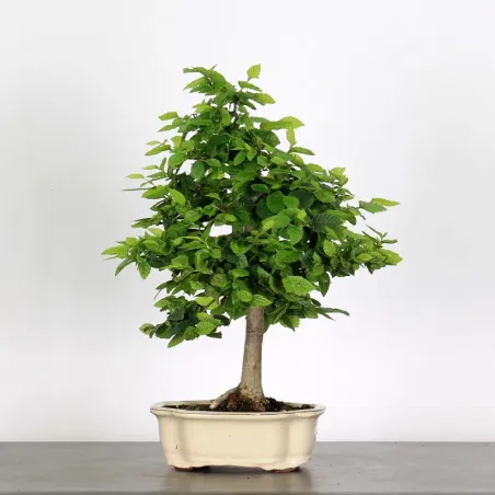 CHARME "Carpinus" 2-13