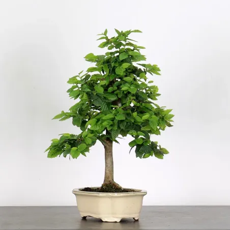 image supplémentaire - CHARME "Carpinus" 2-13