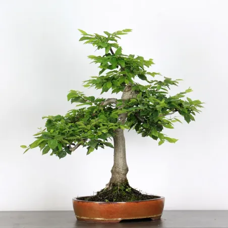 image supplémentaire - CHARME "Carpinus" 2-10