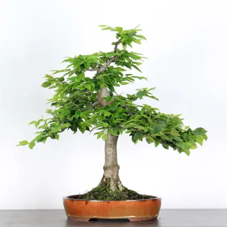 Bonsai Charmes CH-2-10