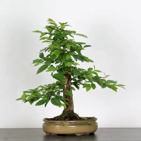 HORNBEAM "CARPINUS" 3-7