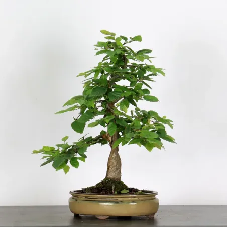 image supplémentaire - HORNBEAM "CARPINUS" 3-7