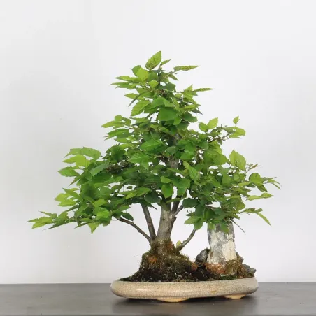 Bonsai Charmes CH 3-1
