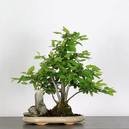 image supplémentaire - CHARME "Carpinus" 3-1