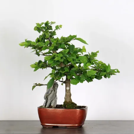 image supplémentaire - CHARME "Carpinus" 2-25