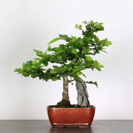 CHARME "Carpinus" 2-25