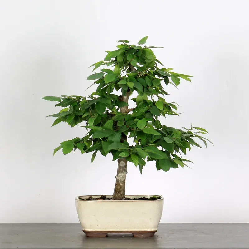 image supplémentaire - CHARME "Carpinus" 2-15