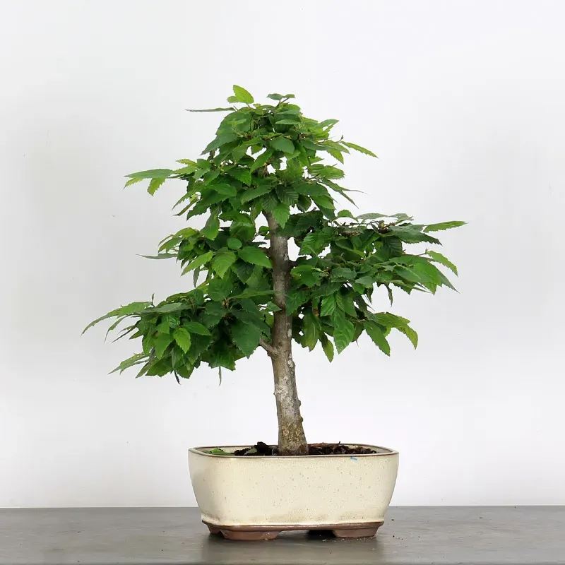 CHARME "Carpinus" 2-15