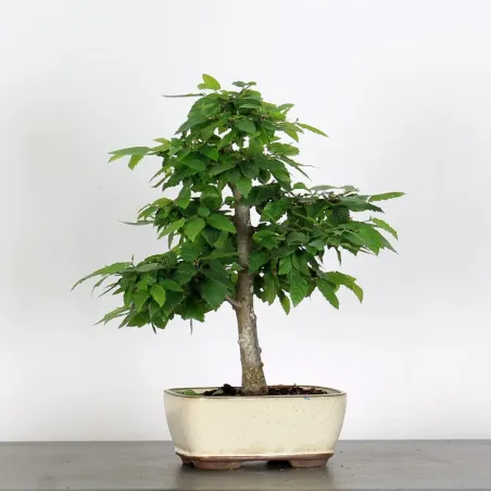 CHARME "Carpinus" 2-15