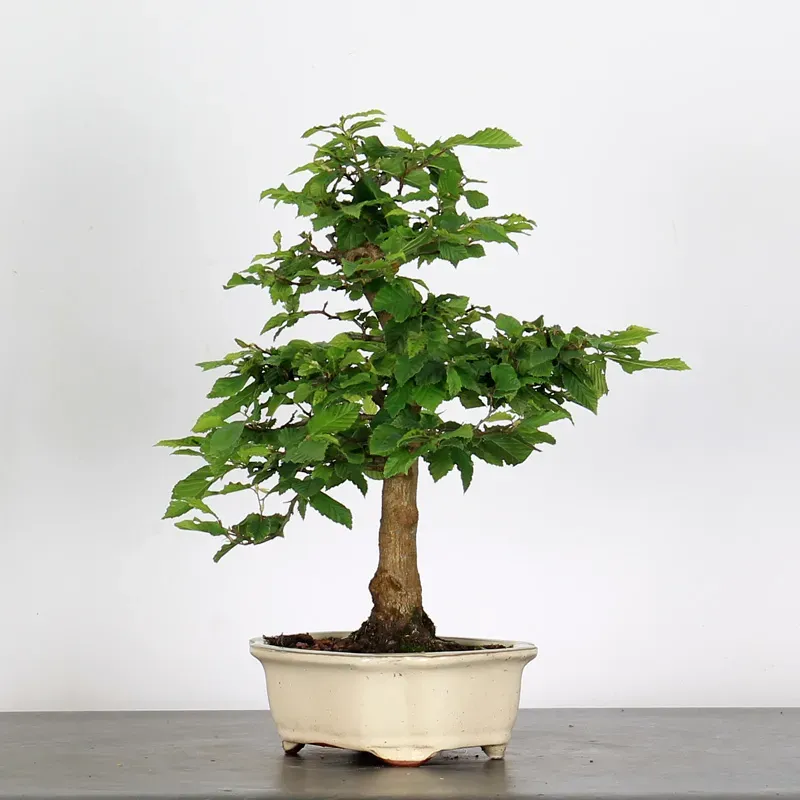 CHARME "Carpinus" 2-12