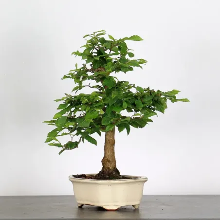 CHARME "Carpinus" 2-12