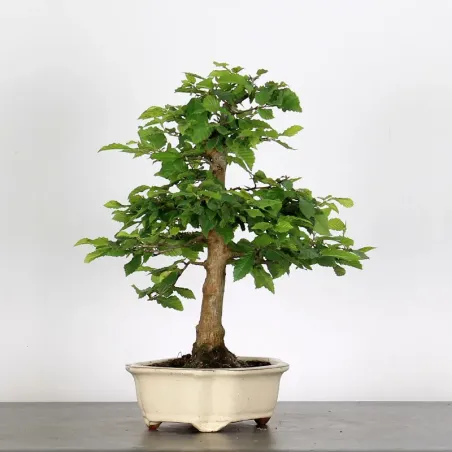image supplémentaire - CHARME "Carpinus" 2-12