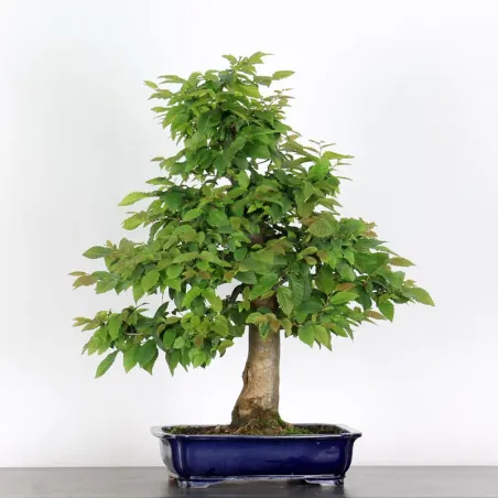 Bonsai Charmes CH-5-4