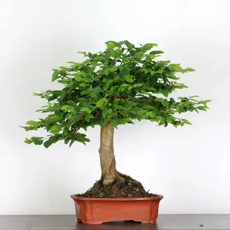 image supplémentaire - CHARME "Carpinus" 5-1