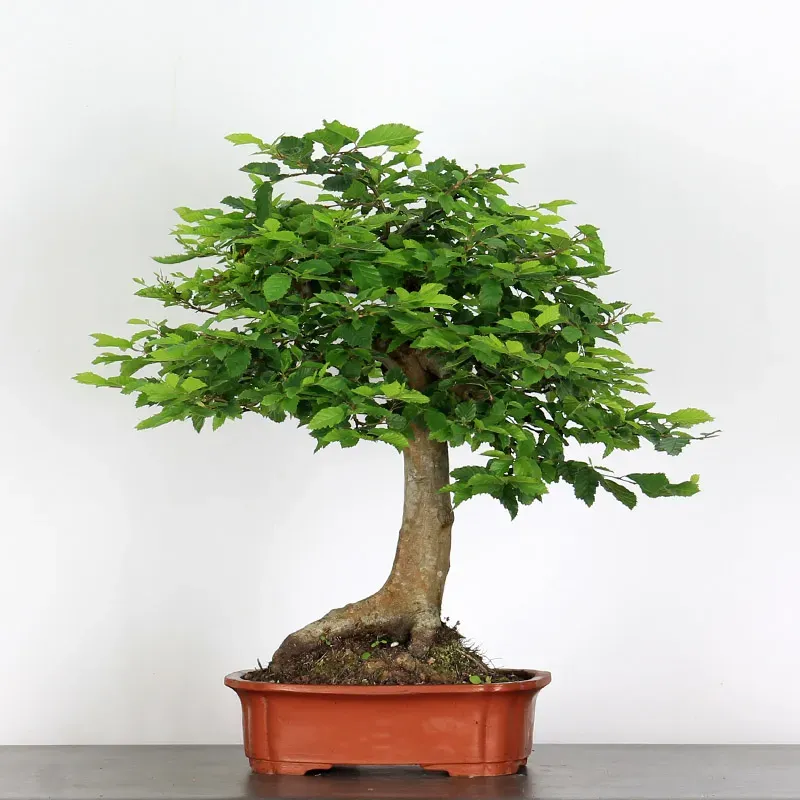 Bonsai Charmes CH-5-1