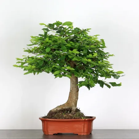 Bonsai Charmes CH-5-1