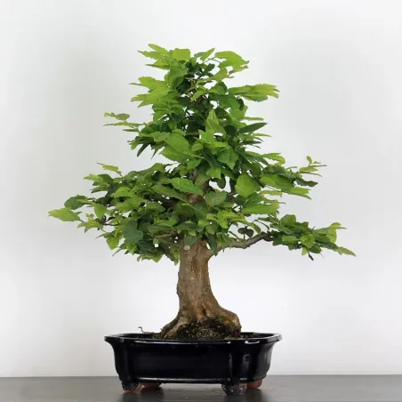 image supplémentaire - CHARME "Carpinus" 5-2