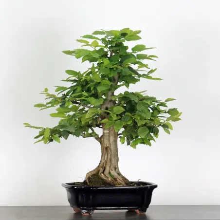 Bonsai Charmes CH-5-2