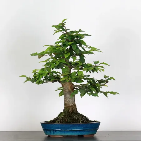 image supplémentaire - CHARME "Carpinus" 4-13