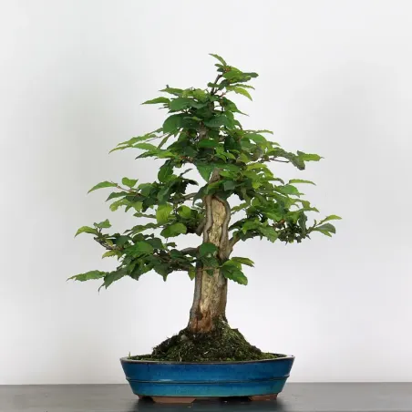 CHARME "Carpinus" 4-13