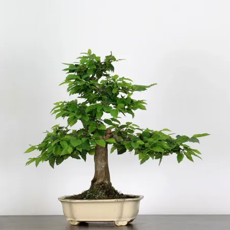 image supplémentaire - CHARME "Carpinus" 4-11