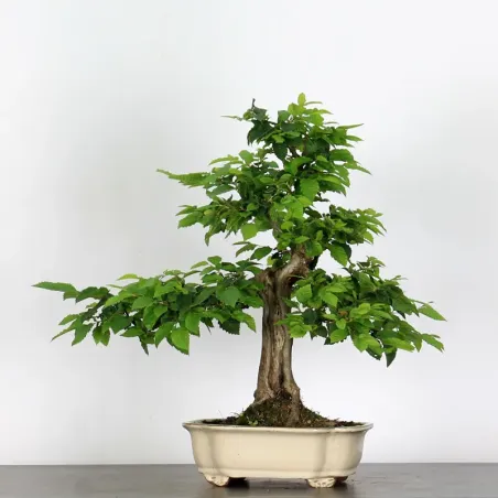 CHARME "Carpinus" 4-11