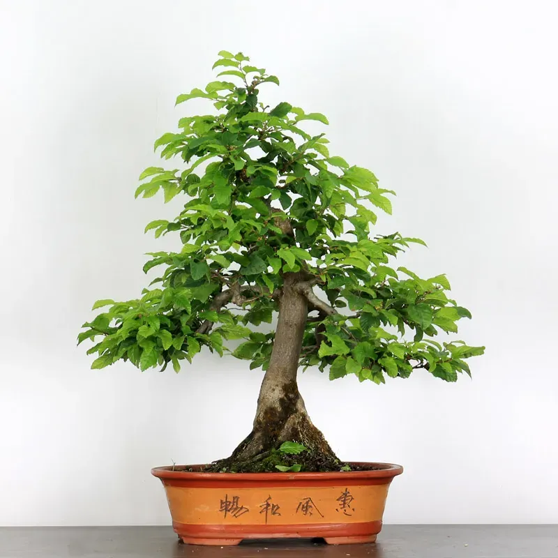 image supplémentaire - CHARME "Carpinus" 2-14