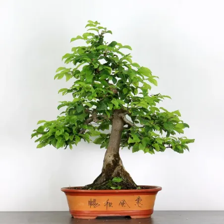 image supplémentaire - CHARME "Carpinus" 2-14