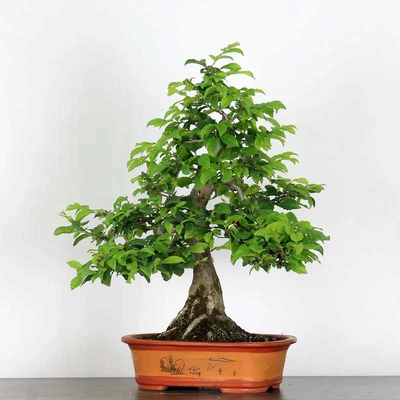 CHARME "Carpinus" 2-14