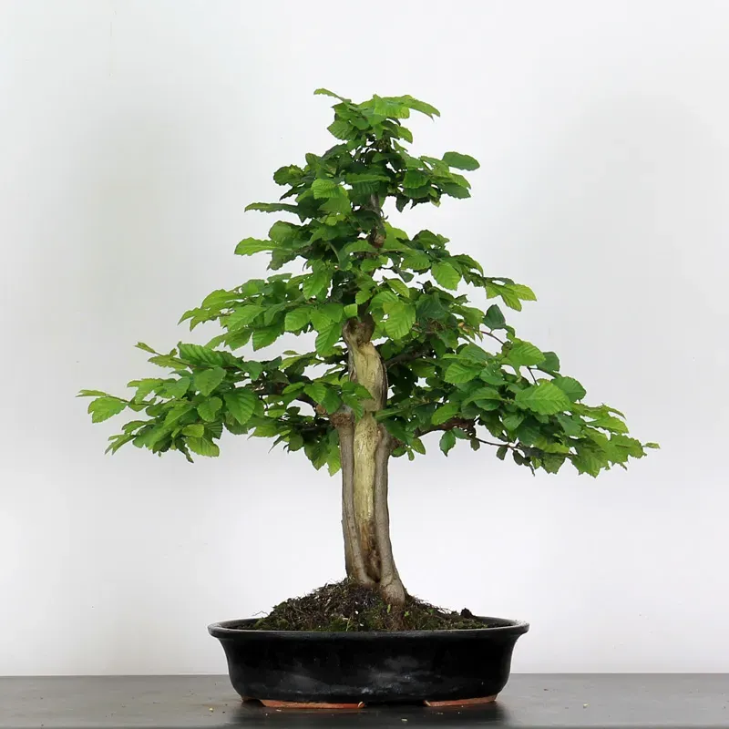 CHARME "Carpinus" 4-10