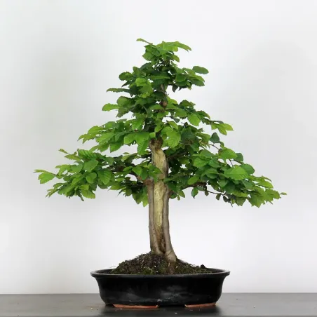 CHARME "Carpinus" 4-10