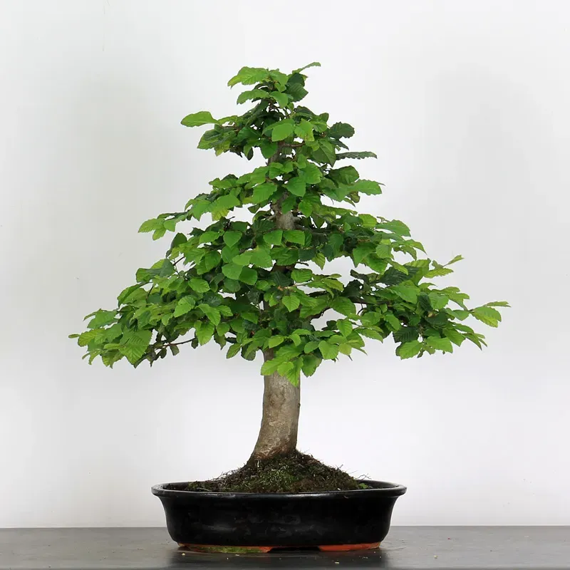 image supplémentaire - CHARME "Carpinus" 4-10