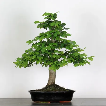image supplémentaire - CHARME "Carpinus" 4-10
