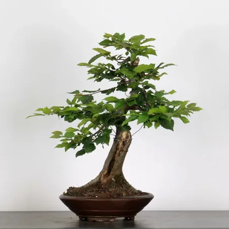 CHARME "Carpinus" 4-8