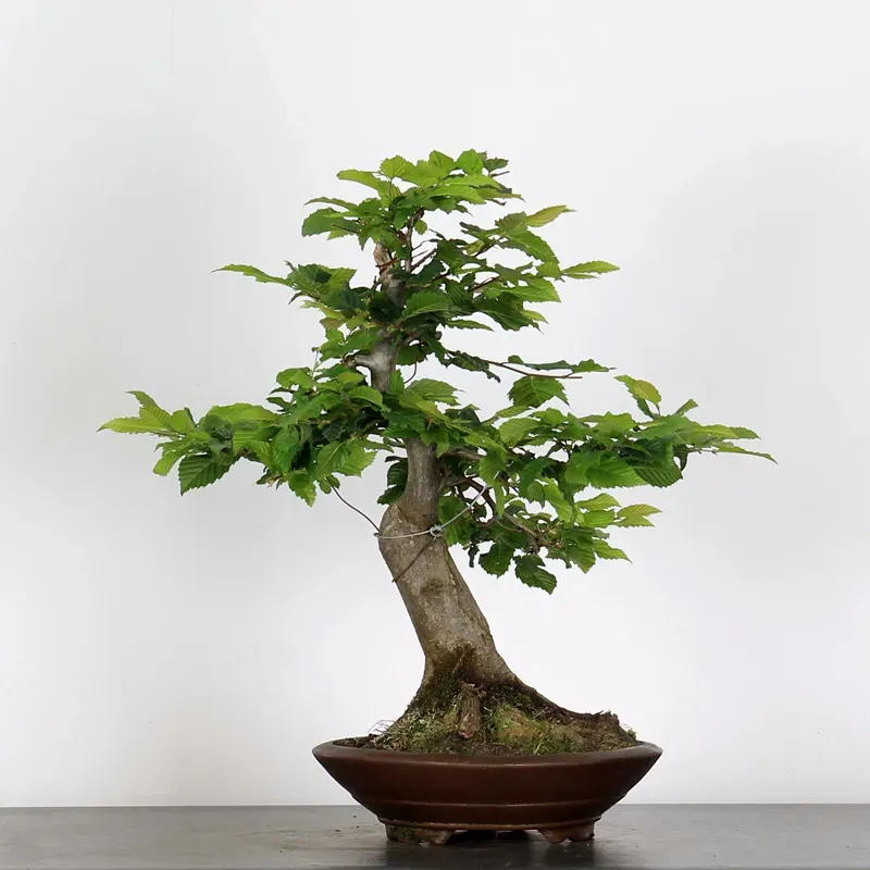 image supplémentaire - CHARME "Carpinus" 4-8