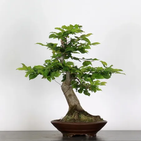 image supplémentaire - CHARME "Carpinus" 4-8
