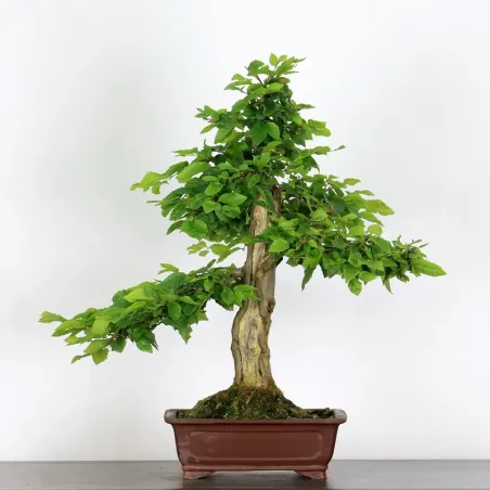 Bonsai Charmes CH-5-6