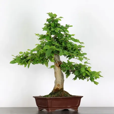 image supplémentaire - CHARME "Carpinus" 5-6